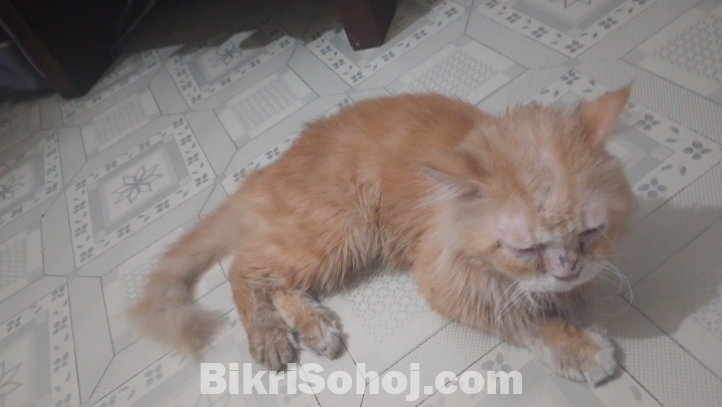 mix breed Cat